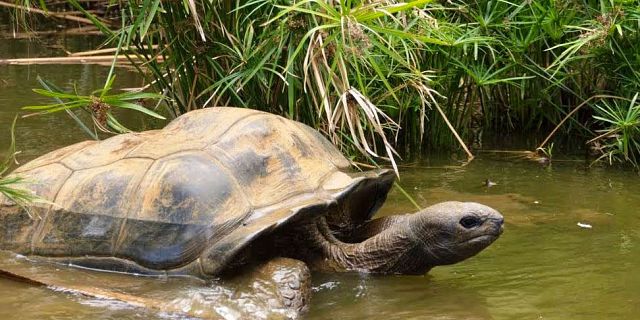Crocodile giant tortoises park nature reserve (11)